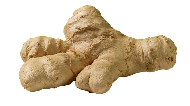 Isolated raw fresh ginger root rhizome natural spice culinary ingredient healthy
