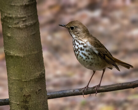 A small speckled bird perches gracefully on a slender branch, set against a softly blurred background. The bird's delicate brown and white plumage contrasts with the subtle hues of the surrounding.
