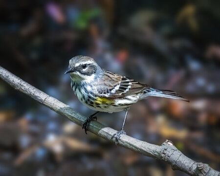 A small bird with distinctive markings perches on a thin branch, against a softly blurred natural background. Its feathers display a combination of brown, yellow, and white colors.