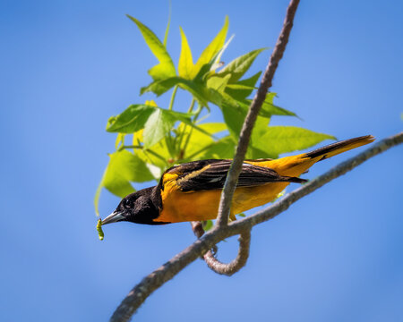 A vibrant bird with bright orange and black plumage perches on a branch, capturing a small green caterpillar in its beak. Lush green leaves provide a contrasting background against a clear blue sky.