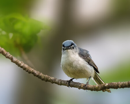 A small bird with gray and white plumage perches on a branch, its sharp gaze directed toward the observer. The background is softly blurred with hints of green, highlighting the bird&rsquo;s features.