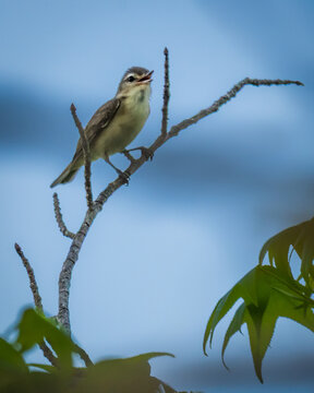 A small bird perches on a slender branch against a soft blue sky backdrop, with green leaves partially visible in the foreground. The bird appears to be singing, adding a lively element to the scene.