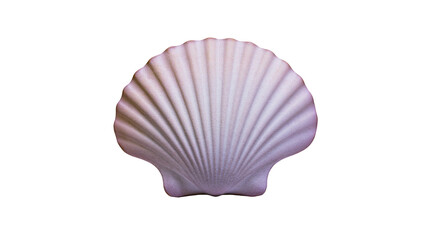 Isolated scallop shell, elegant marine mollusk, natural sea creature with ribbed texture. © Francisco