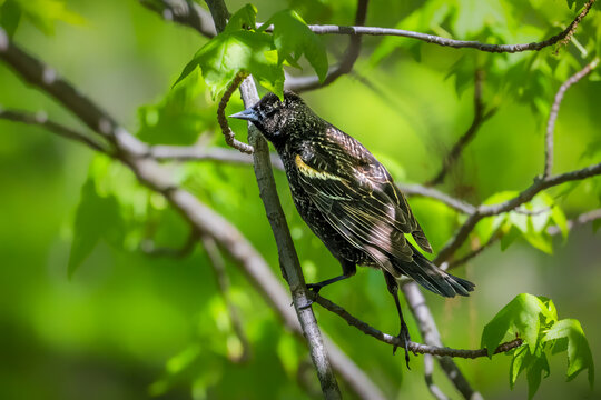 Male Red-winged Blackbird perched among fresh green leaves, showing glossy black plumage and a bright yellow-edged red shoulder patch in a sunlit woodland setting.