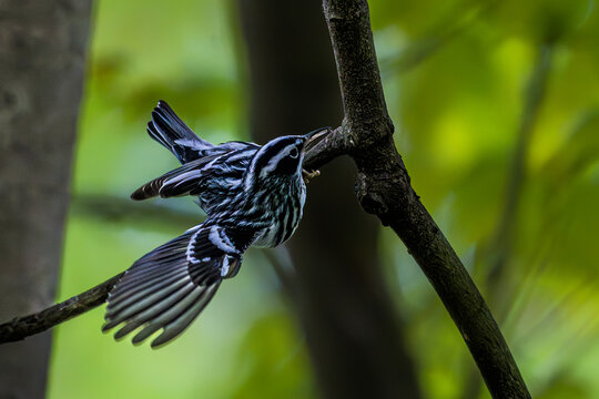 Black-and-white Warbler flying toward a tree branch, showing striking black-and-white plumage and spread wings against a softly blurred green woodland background.
