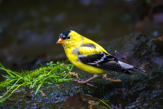 Male American Goldfinch perched beside a mossy stream, showing bright yellow plumage, black wings, and a black forehead against a dark natural background.
