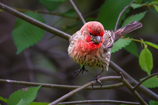 Male House Finch perched on a branch, showing vivid red plumage on the head and breast, with brown streaked feathers surrounded by fresh green leaves.