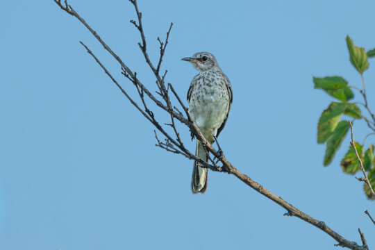 Juvenile northern mockingbird perched in a tree.