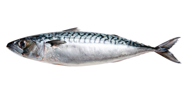 Isolated fresh whole raw Atlantic mackerel fish, healthy seafood product, studio shot.