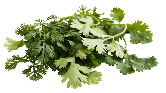 Isolated fresh green coriander leaves and cilantro bunch, aromatic culinary herb for cooking.