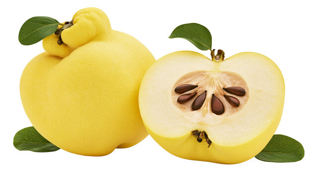Isolated fresh ripe yellow quinces, one whole and one cut in half with seeds and leaves