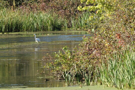 heron in the pond