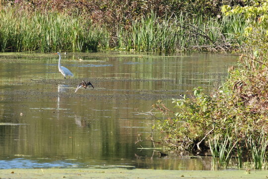 great blue heron