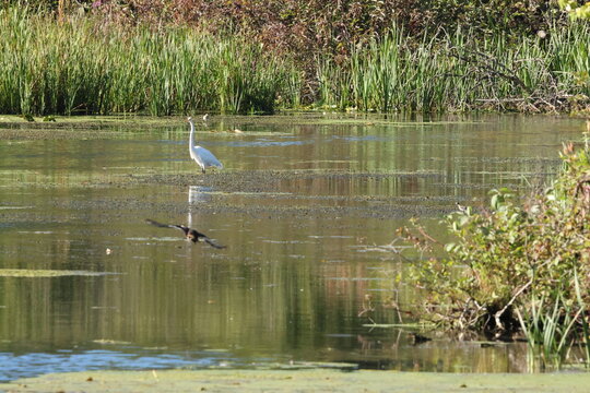 great white heron