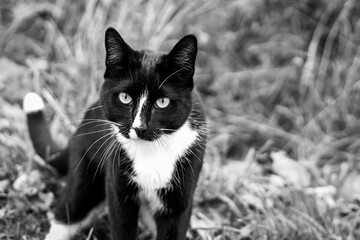 Black and White Cat staring at camera © Jenna