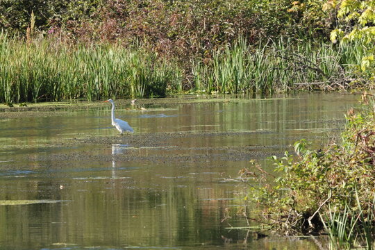 great blue heron in a pond