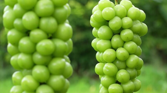 Macro view of ripe green grape cluster hanging in orchard vineyard with shallow depth of field.