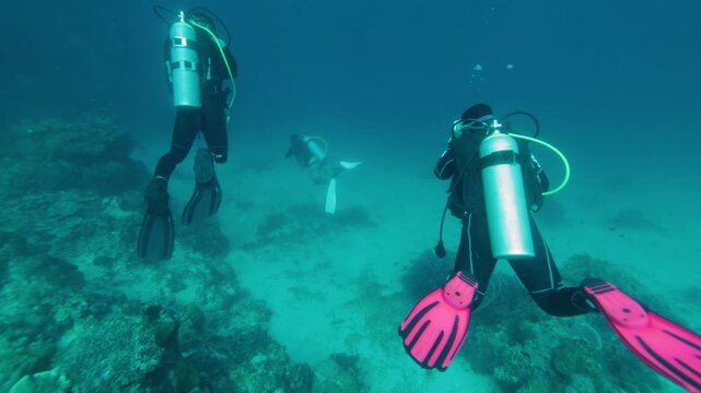 Group of scuba divers swimming between corals at coral reef. Diving instructor and group students in underwater exercise. Underwater scuba diving education and training.