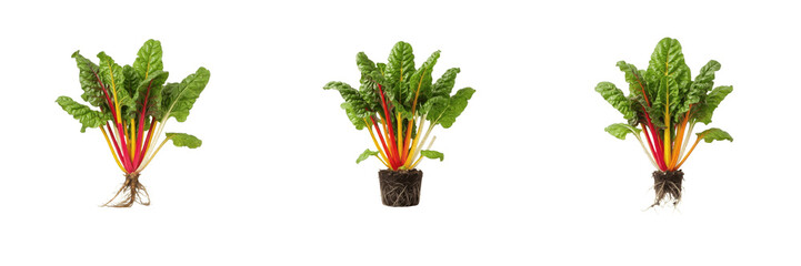 Swiss chard plant with roots and soil PNG collection featuring growing rainbow chard with colorful stalks and green leaves isolated on transparent background, perfect for agriculture and gardening gra © Professor