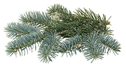 Isolated fresh blue spruce evergreen tree branches with needles, natural Christmas winter foliage © Oisin