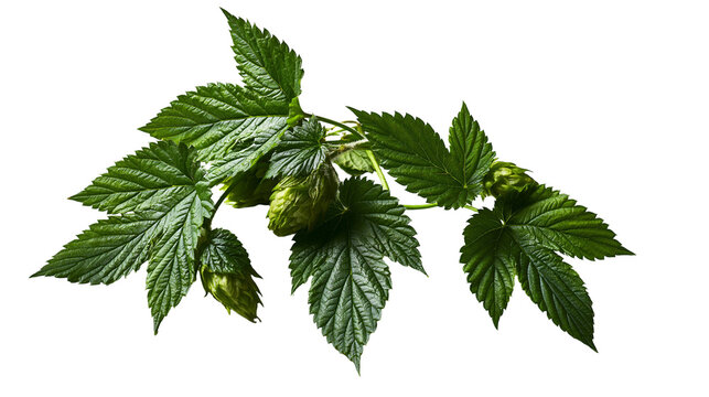 Isolated fresh green hop leaves and cones a natural ingredient for brewing beer production