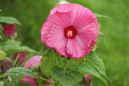 pink poppy flower in garden