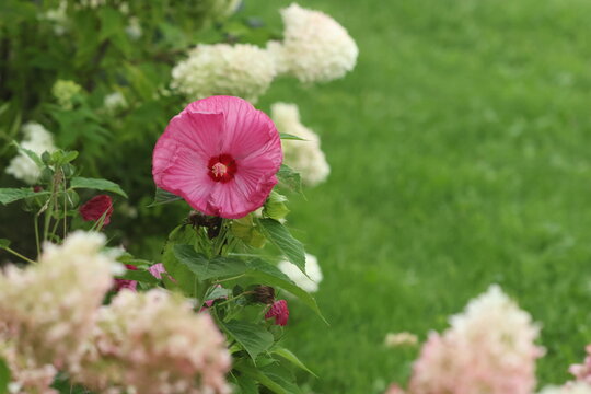 pink and white flowers