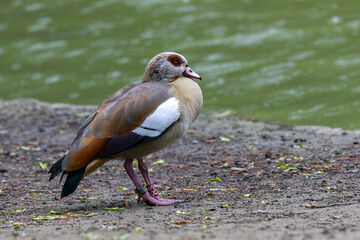 Adult Egyptian goose standing by water © fluffandshutter