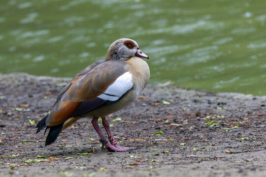 Adult Egyptian goose standing by water