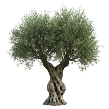 Mature olive tree with twisted trunk