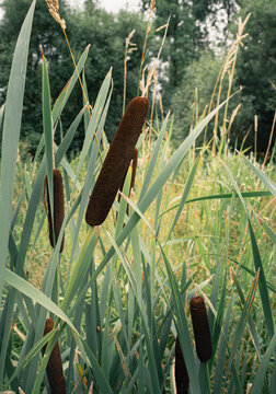 Velvet Cattail Spike in Wetland Nature Close Up