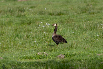 Goose standing in a grassy meadow © fluffandshutter