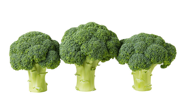 Isolated three fresh green raw broccoli heads with stems in a row, healthy vegetable food.