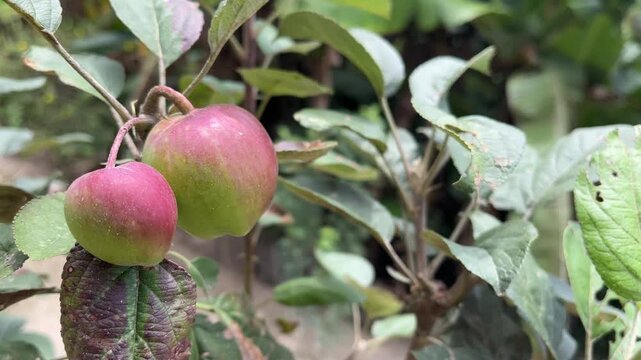 Fresh red apples growing on tree branch in organic orchard