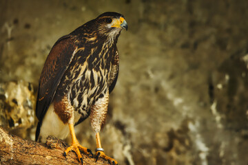Harris hawk profile portrait perched on a branch with copy space © Enrico Obergefäll