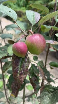 Fresh red apples growing on tree branch in organic orchard