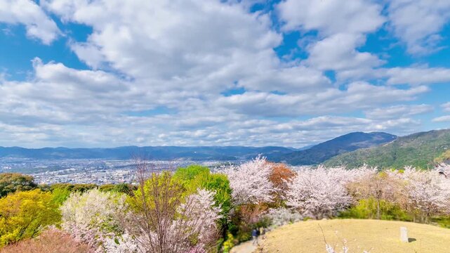 京都・将軍塚 満開の桜と街並みを見下ろすタイムラプス　