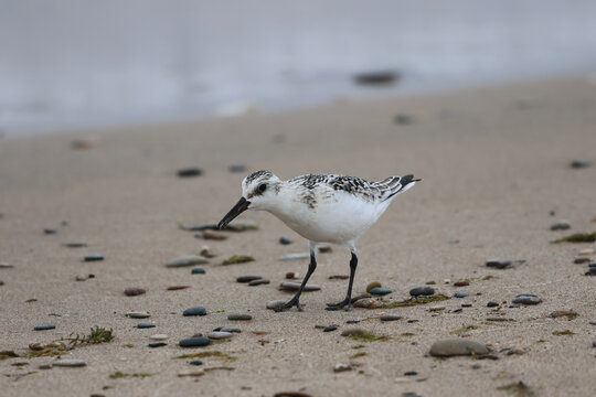 Juvenile Sanderling Walking Across a Pebbled Sandy Beach