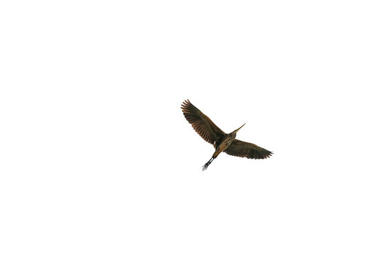 A Purple Heron (Ardea purpurea) in isolation against a transparent background, flying diagonally as seen from above and from the side. The detailed texture of its wing feathers and the moment of its g