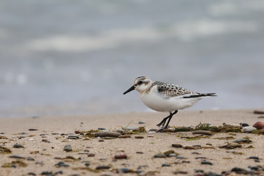 Juvenile Sanderling Running Along a Sandy Great Lakes Shoreline