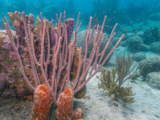 Caribbean coral garden, underwater Bonaire © John Anderson