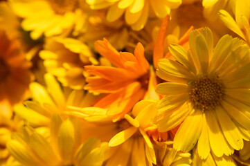 Fototapeta premium Macro shot of vibrant orange Calendula flowers blooming in a summer garden. Beautiful floral background with soft sunlight and natural textures. Pot marigold, selective focus, blur, background