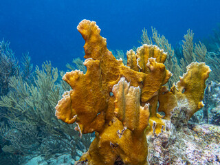 Caribbean coral garden, underwater Bonaire © John Anderson