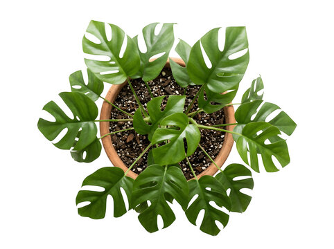 Top view of a lush rhaphidophora tetrasperma plant in a terracotta pot isolated on transparent background