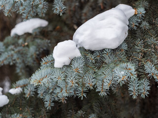 Green fir branches in winter covered with snow © Dmitrii Potashkin