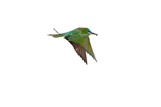 An image of a Blue-cheeked Bee-eater (Merops persicus) flying with food caught in its beak, isolated against a transparent background.