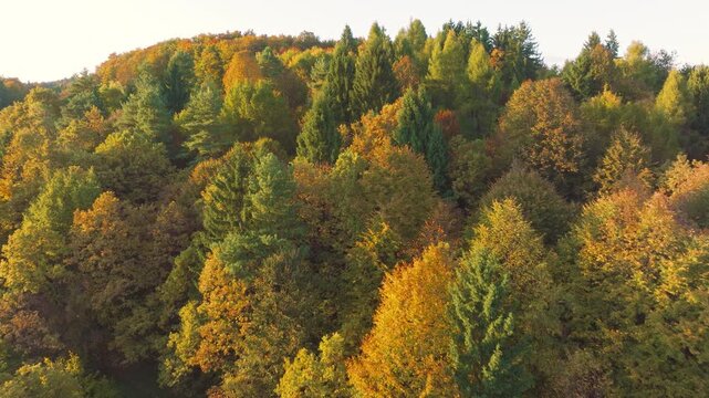 AERIAL: Lush mixed forest of evergreen conifers and colourful deciduous trees on rolling hills. Deep evergreen pines meet a rich mosaic of vibrant autumn leaves that spreads across hilly landscape.