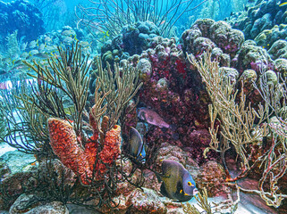 Caribbean coral garden, underwater Bonaire © John Anderson