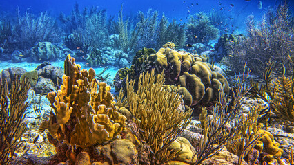 Caribbean coral garden, underwater Bonaire © John Anderson