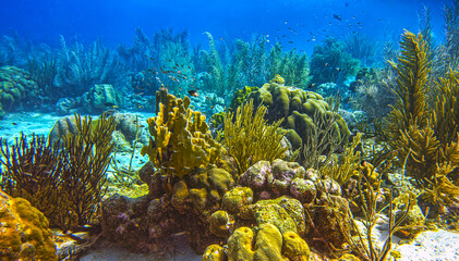 Caribbean coral garden, underwater Bonaire © John Anderson